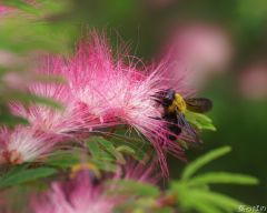 Tapeta Nature Flowers 238.jpg